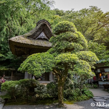 Temple Hokoku-ji à Kamakura 2