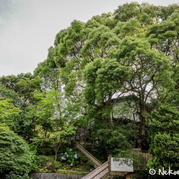 Alentours du Temple Hokoku-ji à Kamakura 2