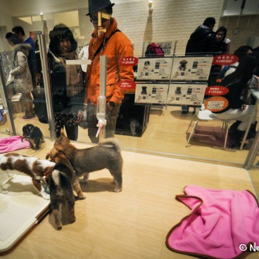 Magasin Chiens Et Chats Odaiba 7