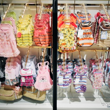 Magasin Chiens Et Chats Odaiba