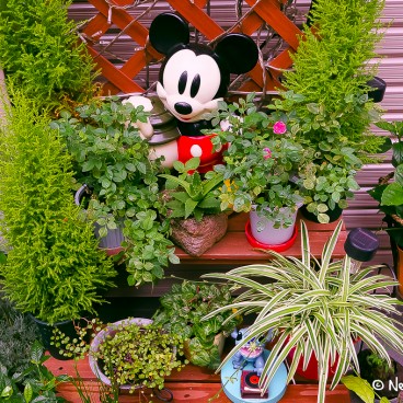 Yanaka (Tokyo), décoration florale typique à l'entrée d'une maison japonaise