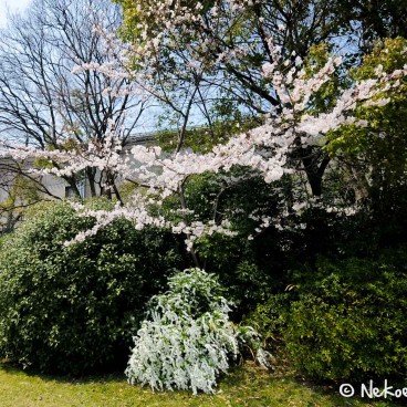 Keitaku-en (Osaka), Cerisiers en fleur dans le jardin japonais 4