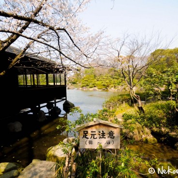 Keitaku-en (Osaka), Maison de thé et cerisiers en fleur au bord de l'étang