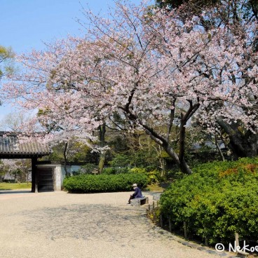 Keitaku-en (Osaka), Cerisiers en fleur dans le jardin japonais 7
