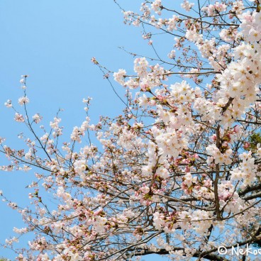 Keitaku-en (Osaka), Cerisiers en fleur dans le jardin japonais 8
