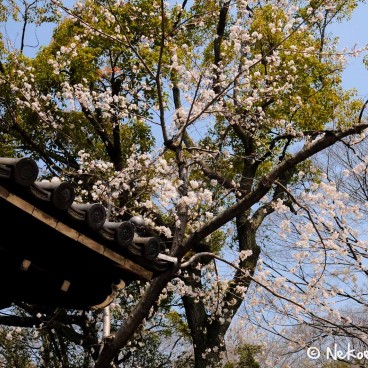 Keitaku-en (Osaka), Cerisiers en fleur dans le jardin japonais 9