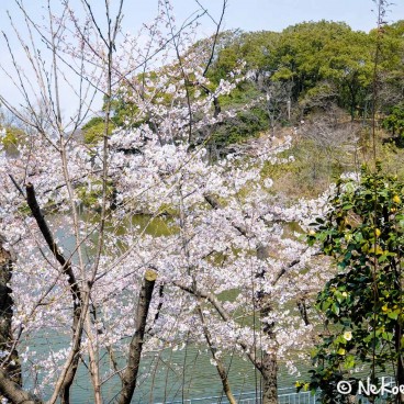 Keitaku-en (Osaka), Cerisiers en fleur dans le jardin japonais 10