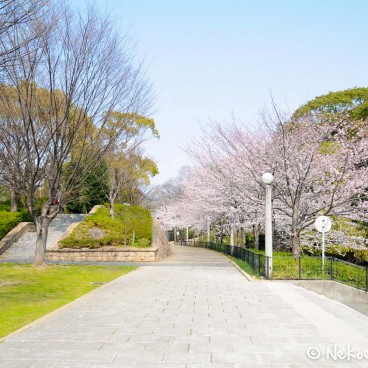 Keitaku-en (Osaka), Cerisiers en fleur dans les allées du parc