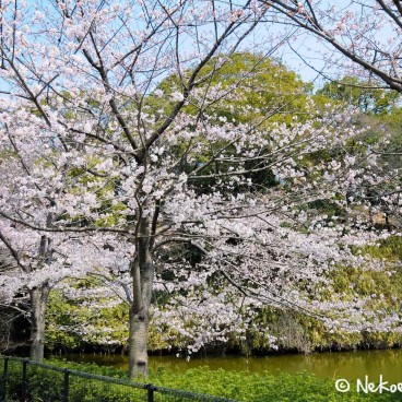 Keitaku-en (Osaka), Cerisiers en fleur dans les allées du parc 2