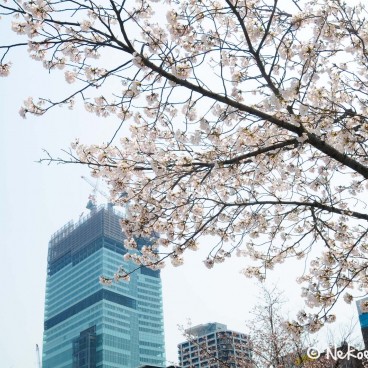 Keitaku-en (Osaka), Cerisiers en fleur et tour Abeno Harukas en construction