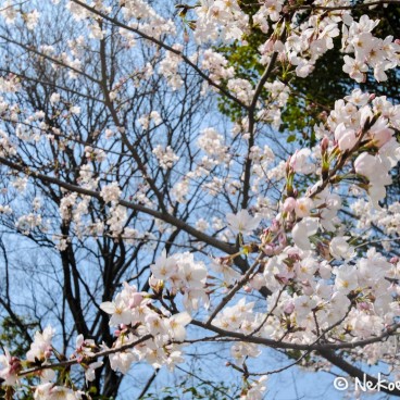 Keitaku-en (Osaka), Cerisiers en fleur dans le jardin japonais