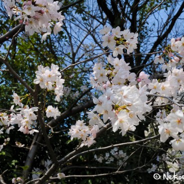 Keitaku-en (Osaka), Cerisiers en fleur dans le jardin japonais 2