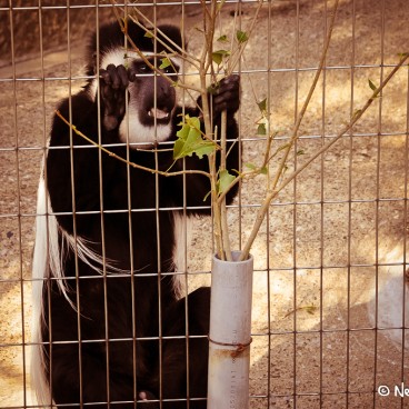 Zoo Ueno Panda 10