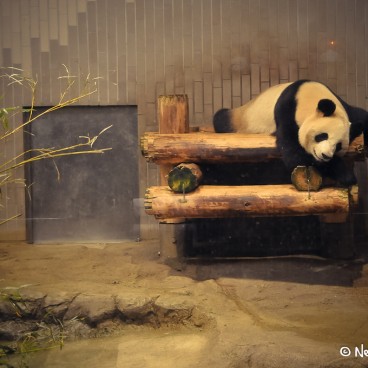 Zoo Ueno Panda 30