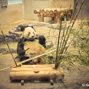 Zoo Ueno Panda 31