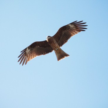 Hase-dera (Kamakura), Un faucon
