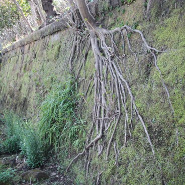 Hase-dera (Kamakura), Détail de la végétation
