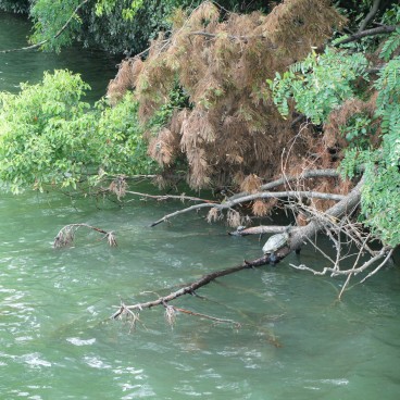 Parc Ohori (Fukuoka), Tortues dans les arbres