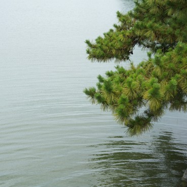 Parc Ohori (Fukuoka), Branche de pin au-dessus de l'eau