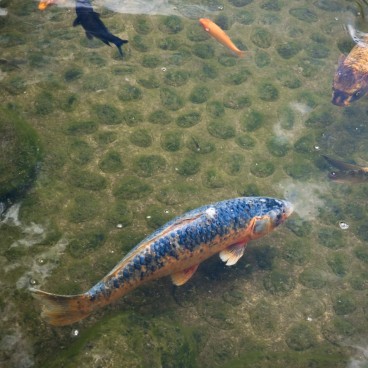 Parc Ohori (Fukuoka), Carpes dans le lac