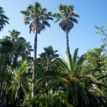 jardin Samuel Cocking (Enoshima), vue sur la végétation du parc
