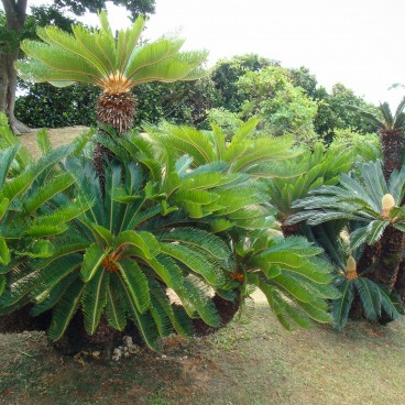 Shikina-en à Okinawa, Exemple de végétation tropicale 2