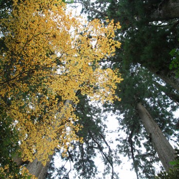 Hakone-jinja, Forêt