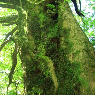 Yakushima 11
