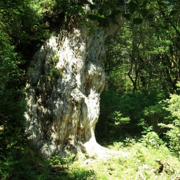 Yakushima 12