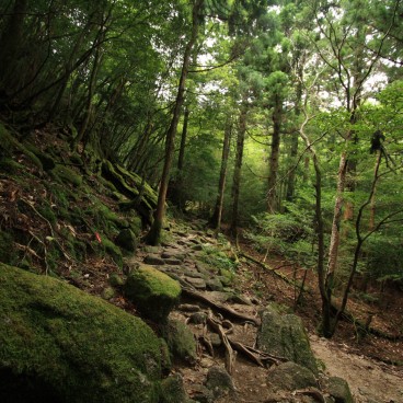 Yakushima 2