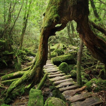 Yakushima 7