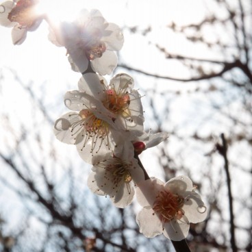 Fleurs blanches de prunier japonais (ou abricotier du Japon)