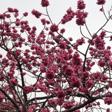 Parc de Ueno (Tokyo), cerisier précoce Kan hi-zakura en fleurs à la même période que les pruniers
