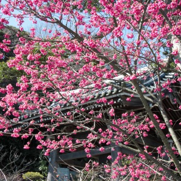 Parc de Ueno (Tokyo), cerisier précoce Kan hi-zakura en fleurs à la même période que les pruniers 2