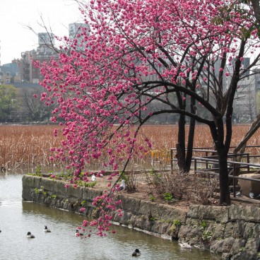 Parc de Ueno (Tokyo), cerisier précoce Kan hi-zakura en fleurs à la fin de l'hiver près de l'étang Shinobazu