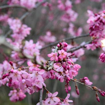 Cerisier précoce Okame-zakura en fleurs à la même période que les pruniers