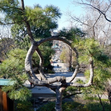 Parc de Ueno, Pin Tsuki no Matsu (en forme de lune) du Kiyomizu Kannon-do