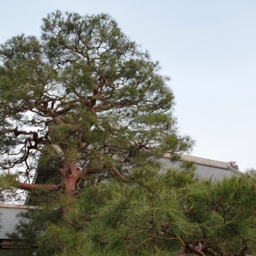 Tenryu-ji (Arashiyama, Kyoto), vue sur les pins dans l'enceinte du temple 2