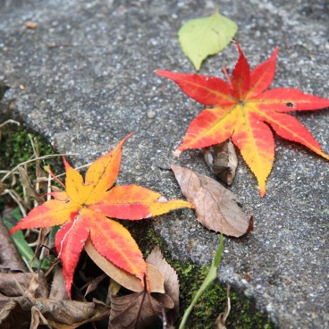 Daimonji (Kyoto), feuilles d'érables rouges au sol