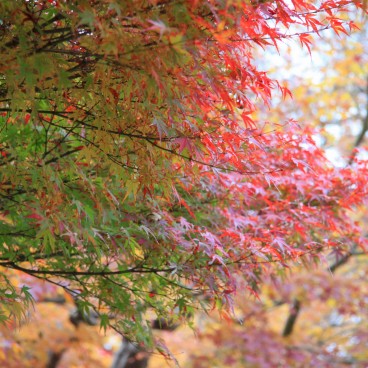 Château de Nagoya, érables rouges à l'automne