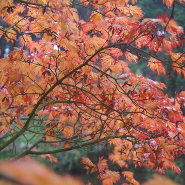 Feuilles d'érable japonais orangées à l'automne