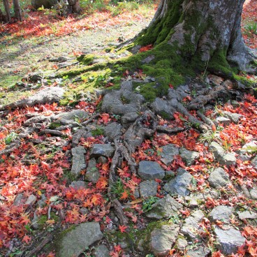 Château de Hikone (Shiga), feuilles d'érables rouges au sol