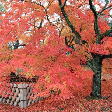 Château de Hikone (Shiga), érables rouges à l'automne