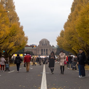 Icho Namiki (Tokyo), avenue avec ginkgo biloba jaunes à l'automne