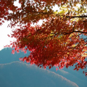 Lac Kawaguchiko (mont Fuji), érables rouges le long de la rive à l'automne