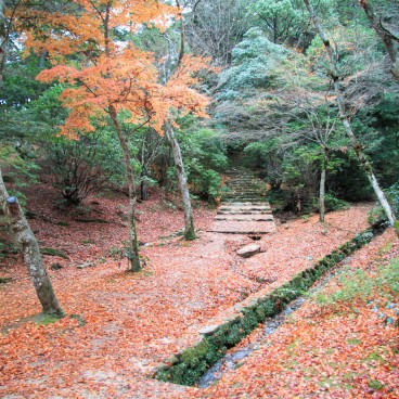 Momijidani (Miyajima), feuilles d'érables rouges au sol 4