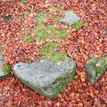 Momijidani (Miyajima), feuilles d'érables rouges au sol