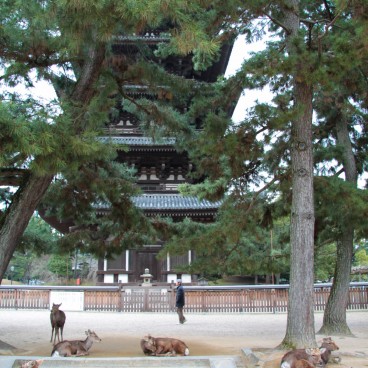 Kofuku-ji (Nara), Pagode à 5 étages et cerfs