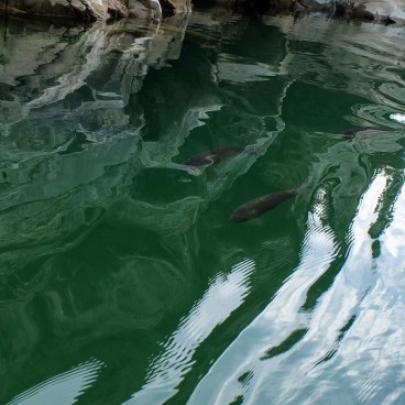 Gorges Oboke-Koboke (Shikoku), Rivière Yoshino