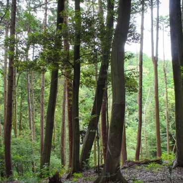 Temple Chion-in à Kyoto, Vue sur la forêt des Monts Higashiyama